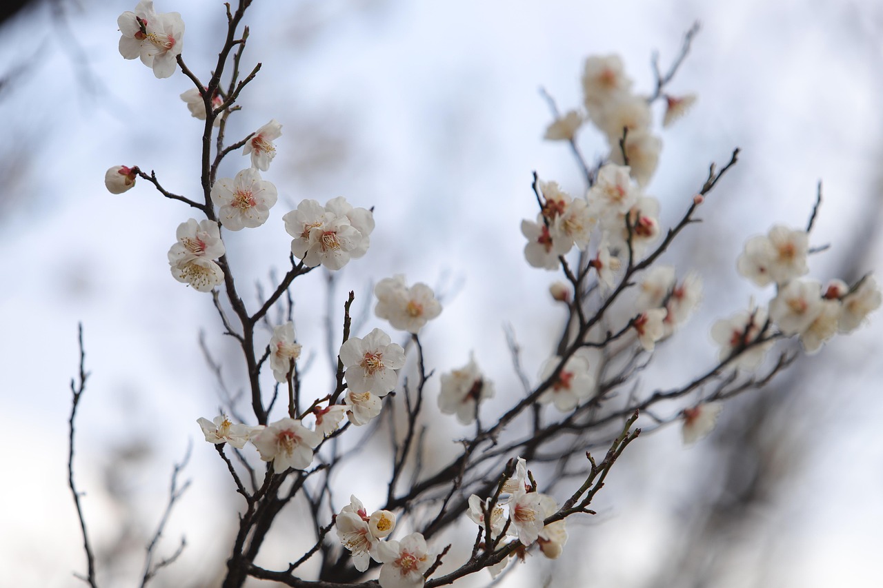 梅 梅の花 春の花 - Pixabayの無料写真 - Pixabay