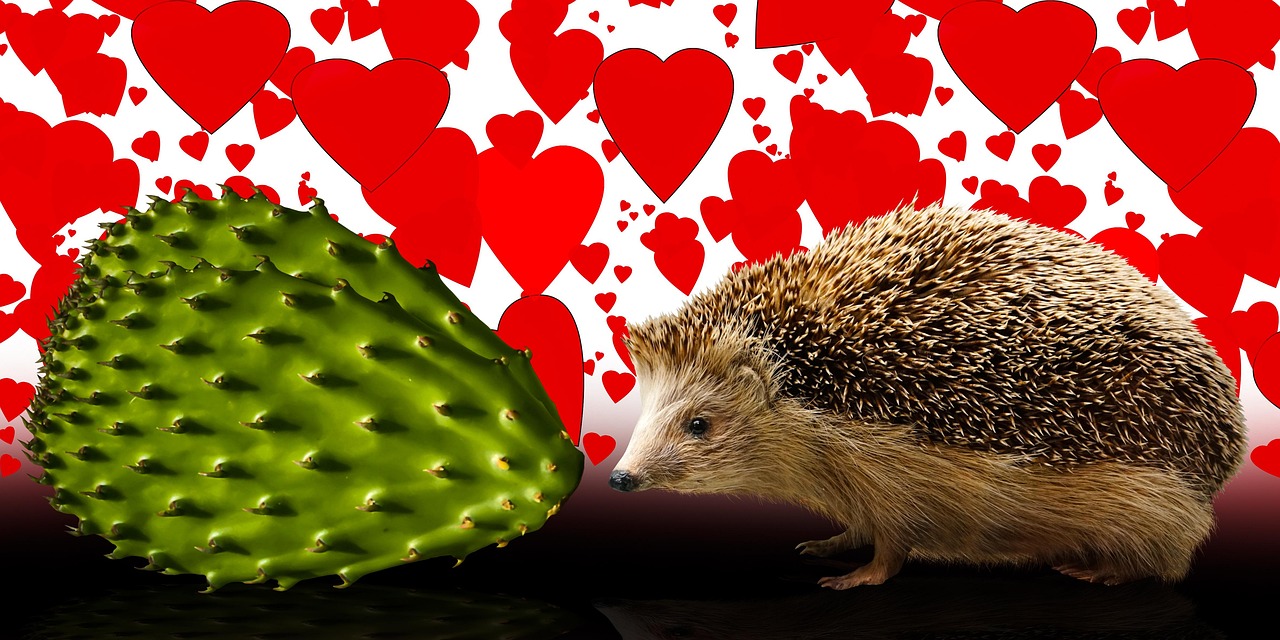 Igel Kaktus Liebe - Kostenloses Bild auf Pixabay