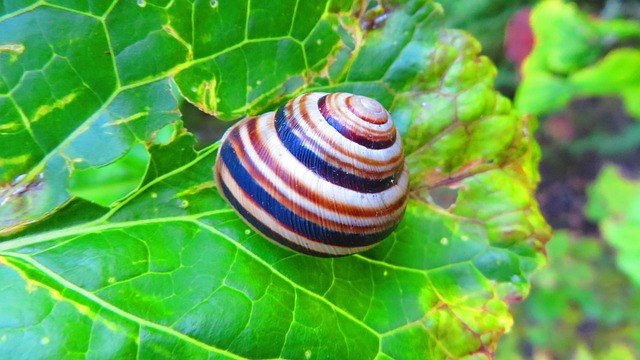 Free Snail Pimp Moderator photo and picture