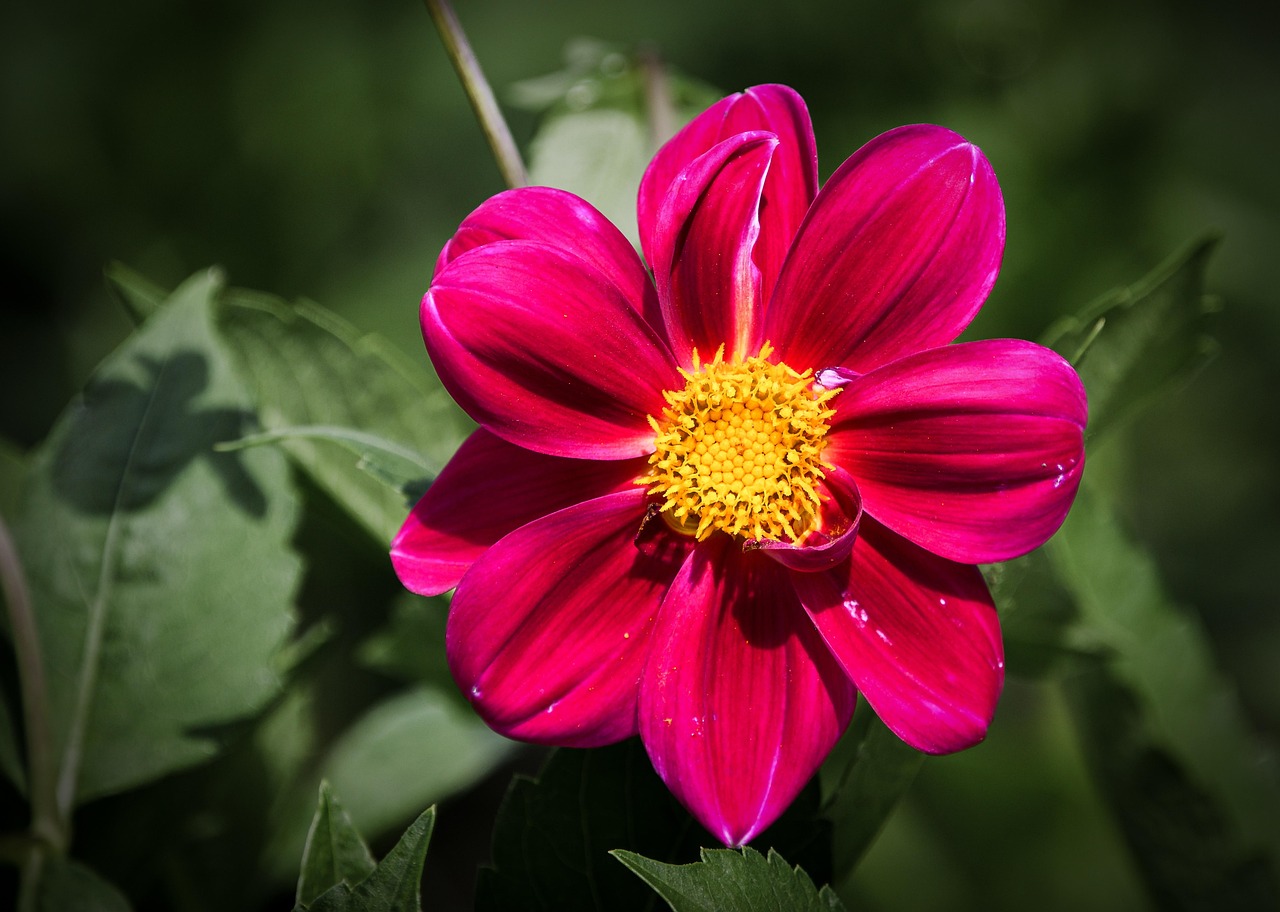 Discover And Download Free Images Pixabay Discover and download free images pixabay