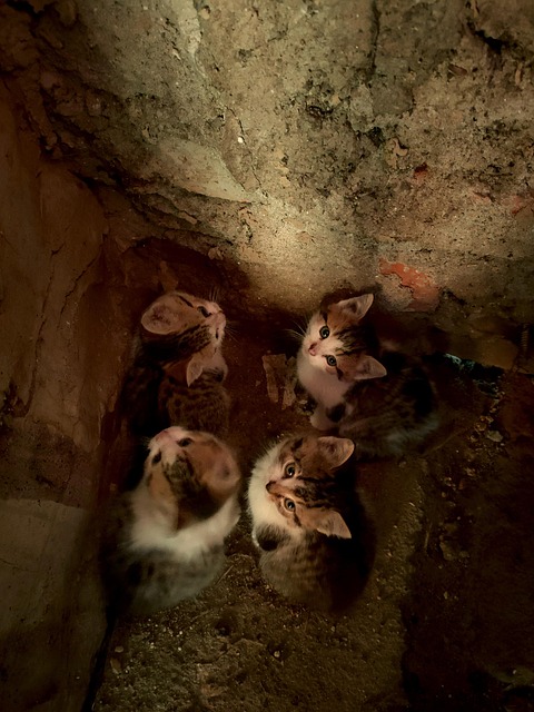Free Kitten Chicken photo and picture