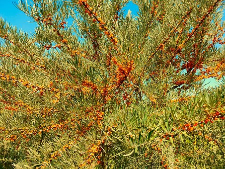 Free Sea Buckthorn Beans photo and picture