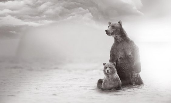 Tiere, Bären, Winter, Schwarz Und Weiß