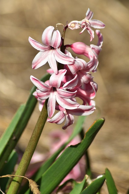 Flores, Jacinto, Planta, Natureza, Flora