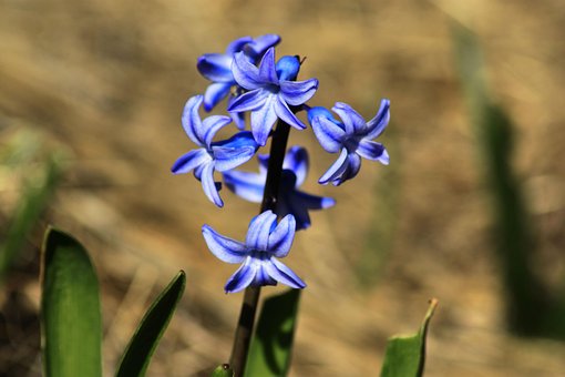 Flores, Jacinto, Bloom, Florescer