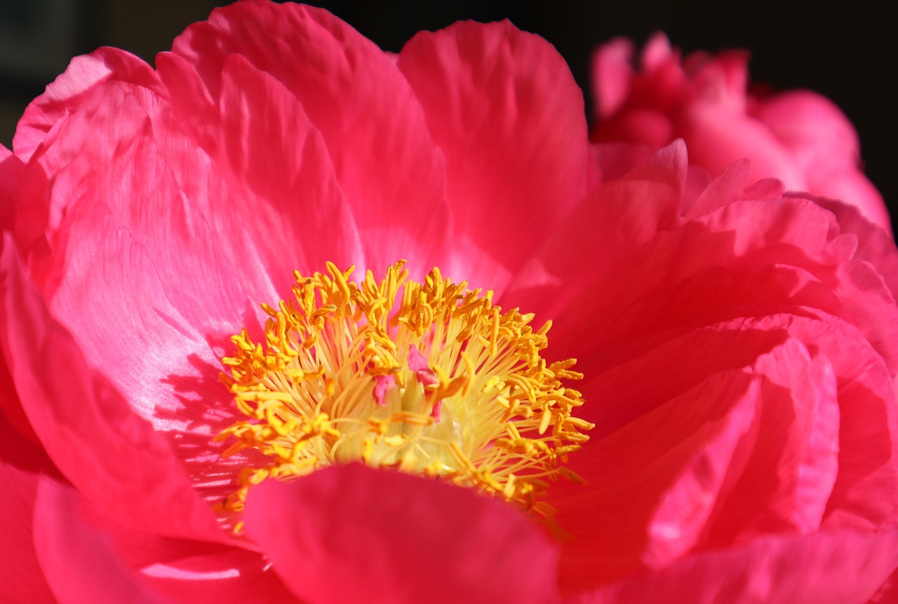 Peony Pink Flower Nature - Free photo on Pixabay - Pixabay