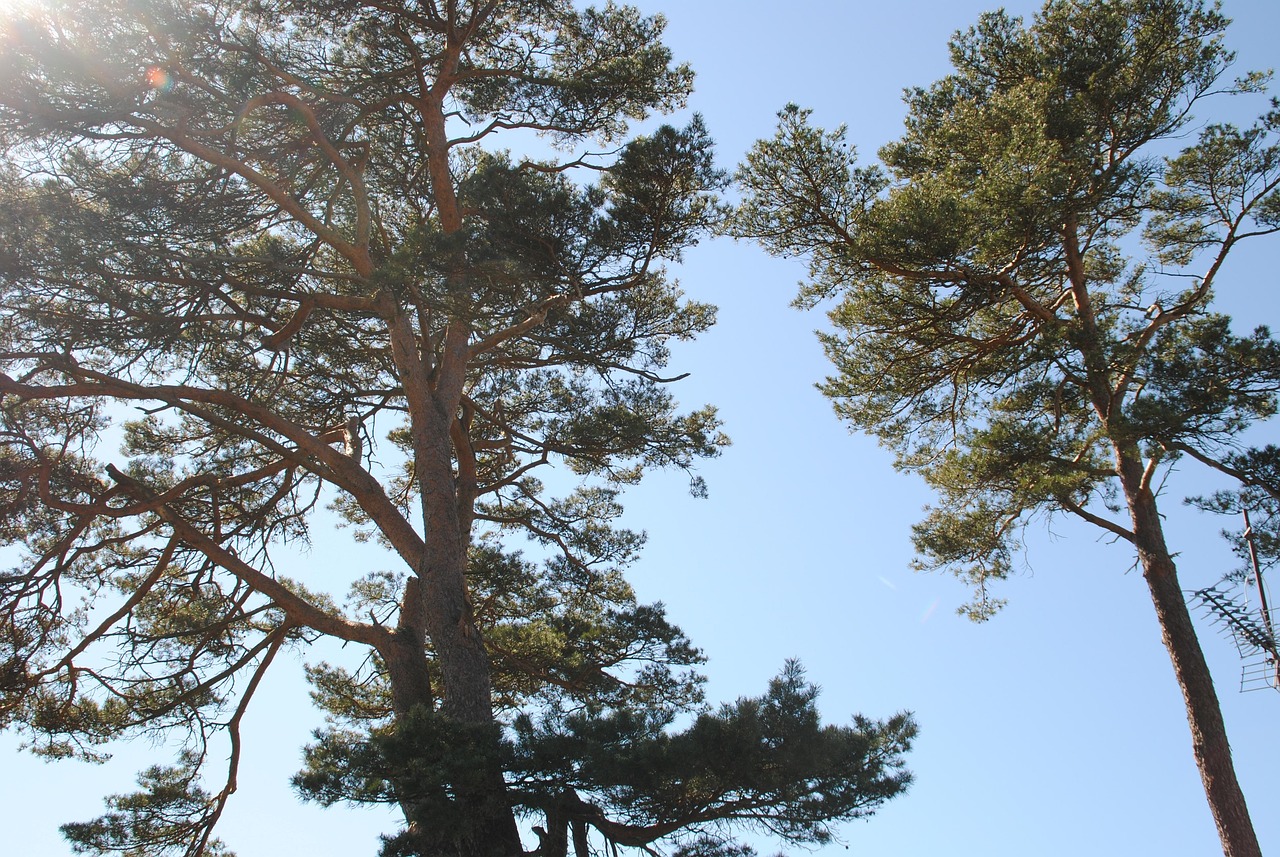 Pine Forest Summer Free photo on Pixabay Pixabay