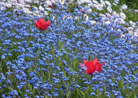 Free Flowers Tulips photo and picture