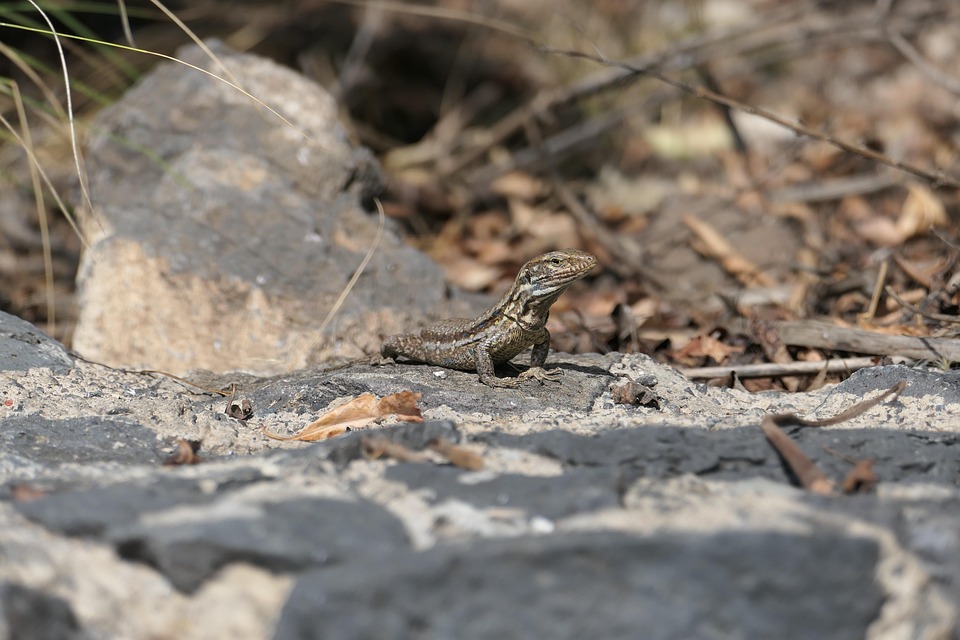 Lizard Stone Lizard Stones Reptile - Free photo on Pixabay