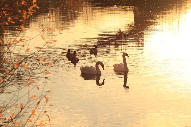 Vögel, Vogelkunde, Tierwelt, Spezies