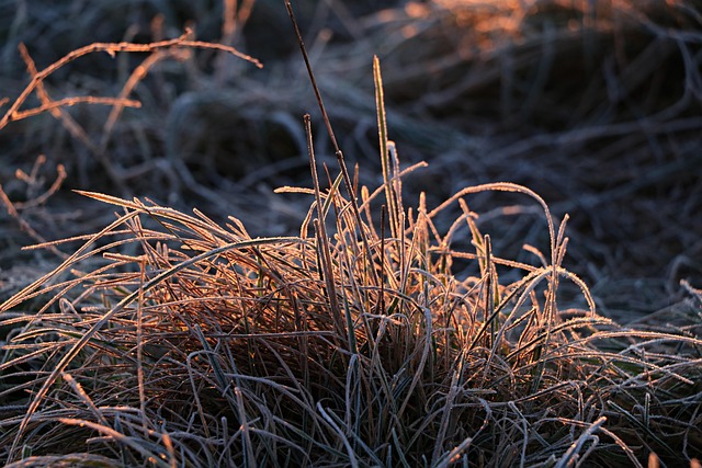Frost, Natur, Gras, Feld, Draußen, Boden