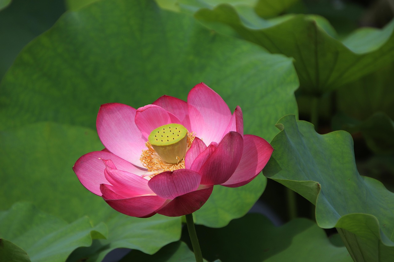 https://cdn.pixabay.com/photo/2022/04/14/04/00/lotus-7131561_1280.jpg