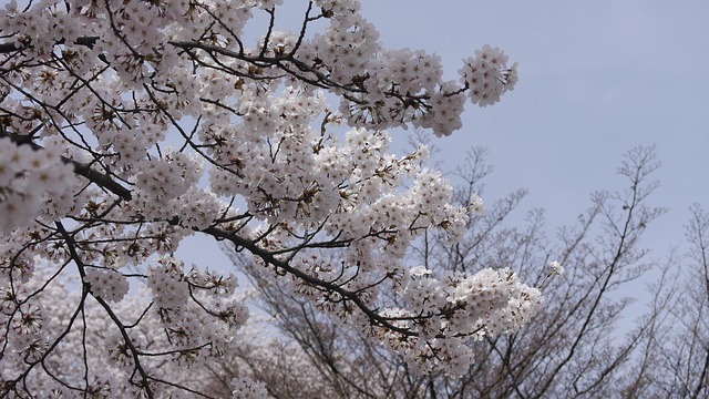 Free Cherry Blossoms Flowers photo and picture
