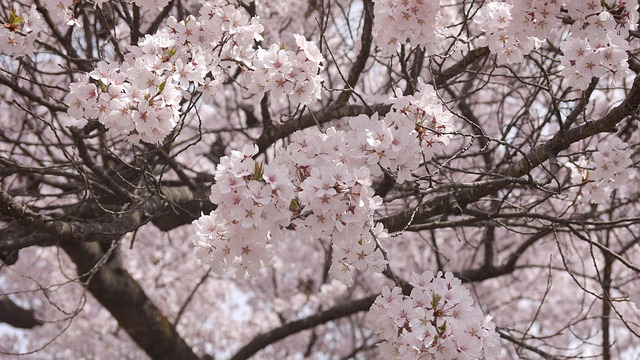 Free Cherry Blossoms Takato Cherry Blossoms photo and picture