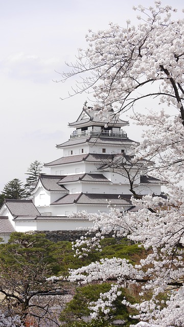 Free Japan Cherry Blossoms photo and picture