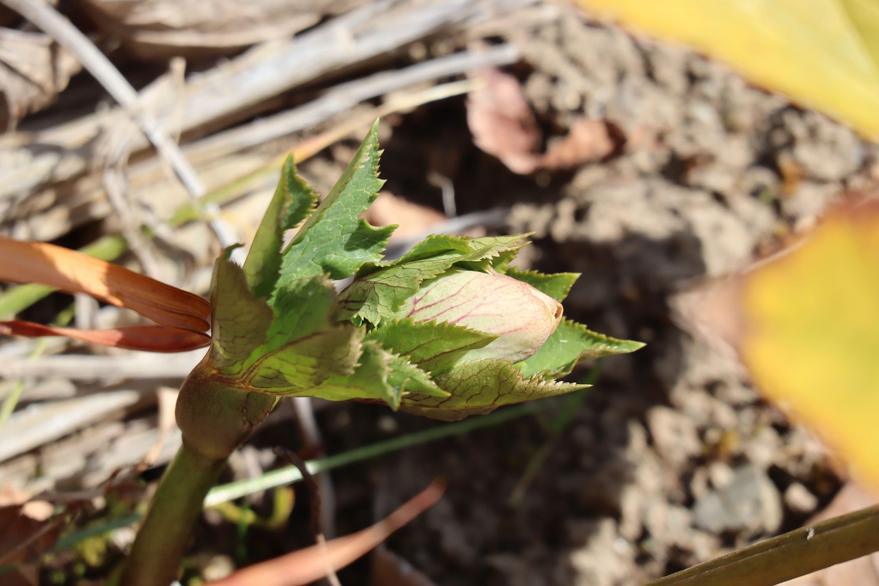 Plant Natural Bud - Free photo on Pixabay - Pixabay