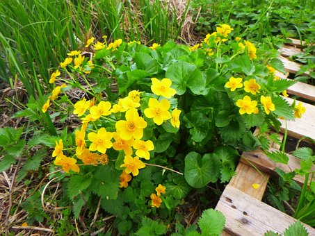 Blomst, Forår, Buttercup, Natur