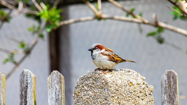 Free Bird Nature photo and picture