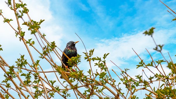 Free Bird Starling photo and picture