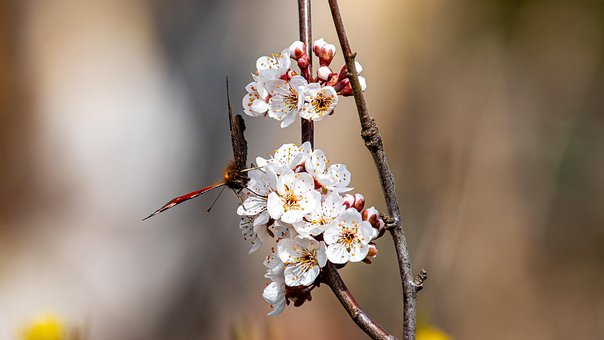 Free Butterfly Beautiful Flowers photo and picture