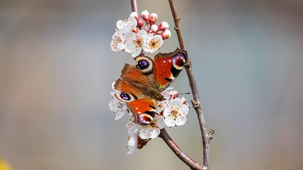 Free Insect Butterfly photo and picture