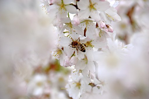 Free Bee Insect photo and picture