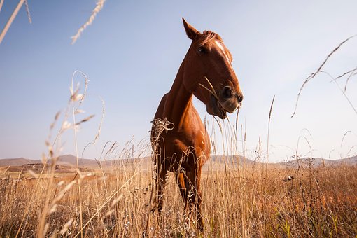 Pastagem, Pónei, Cavalo