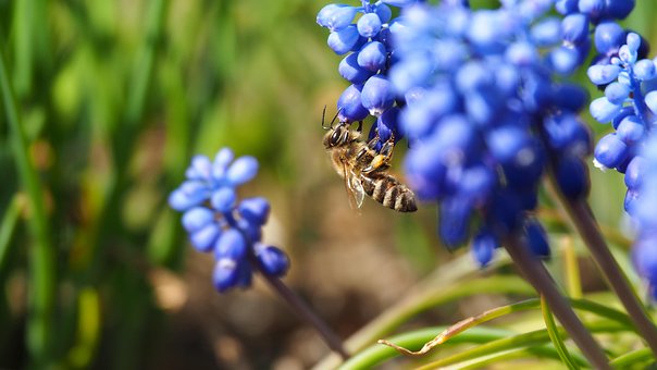 Bi, Insekt, Blomster, Drue Hyacint