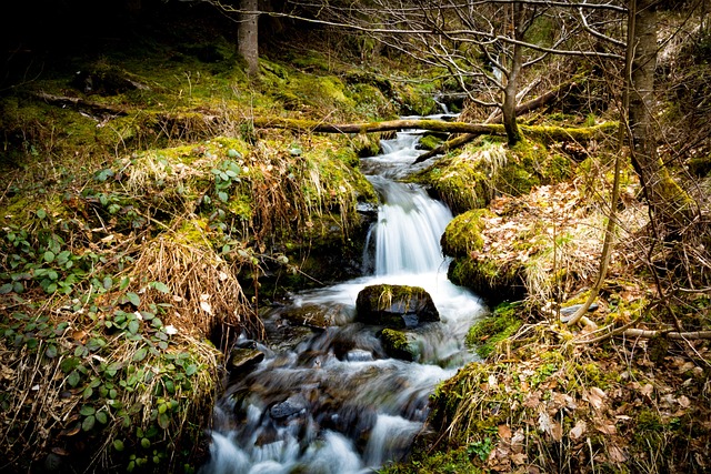 Free Bach Water photo and picture