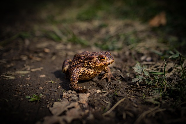 Free Frog Amphibian photo and picture