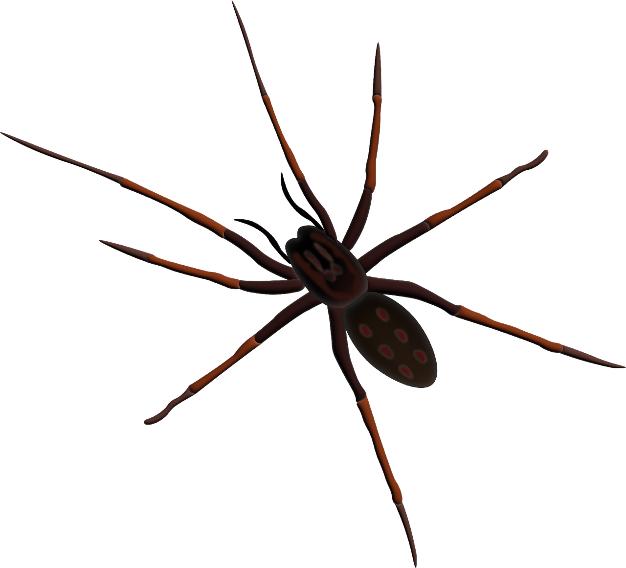 700 Kostenlose Spinne Halloween Illustrationen Pixabay