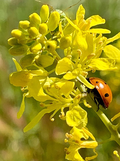 Free Ladybug Flower photo and picture
