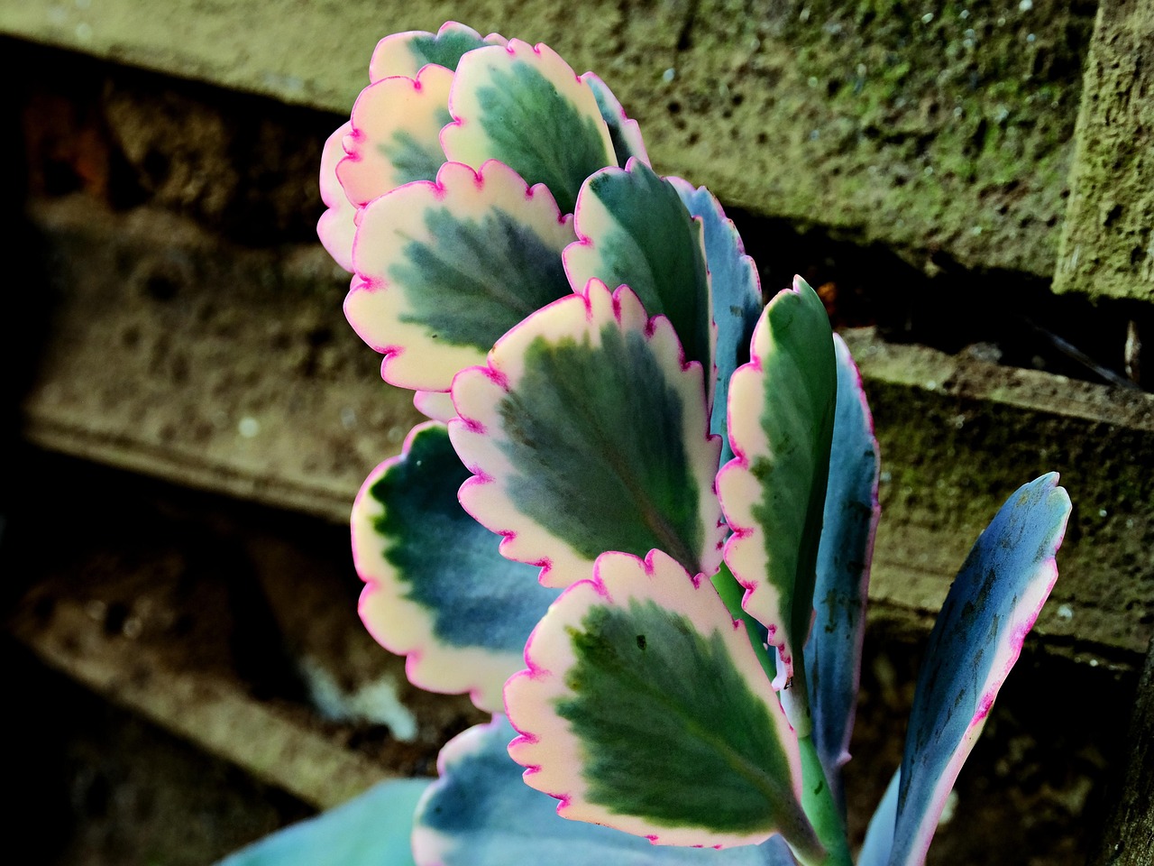 kalanchoe fedtschenkoi, plant, succulent, leaves, flora, nature, closeup