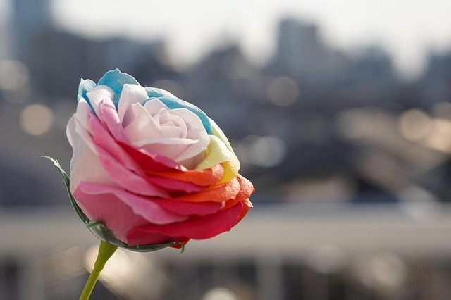 30,000+ Free Cute Rose & Cute Images - Pixabay