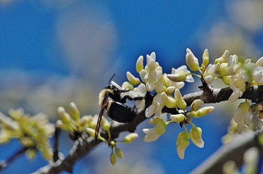 Humlebi, Blomster, Forår, Bi, Insekt