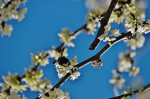 Abejorro, Flores, Primavera, Abeja