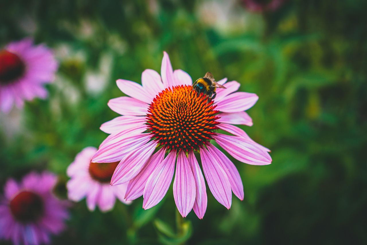 Purple Coneflowers Bee Pollination - Free photo on Pixabay - Pixabay