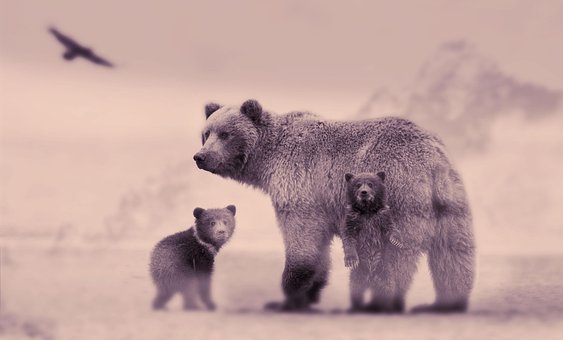 Bären, Jungtiere, Tiere, Familie, Adler
