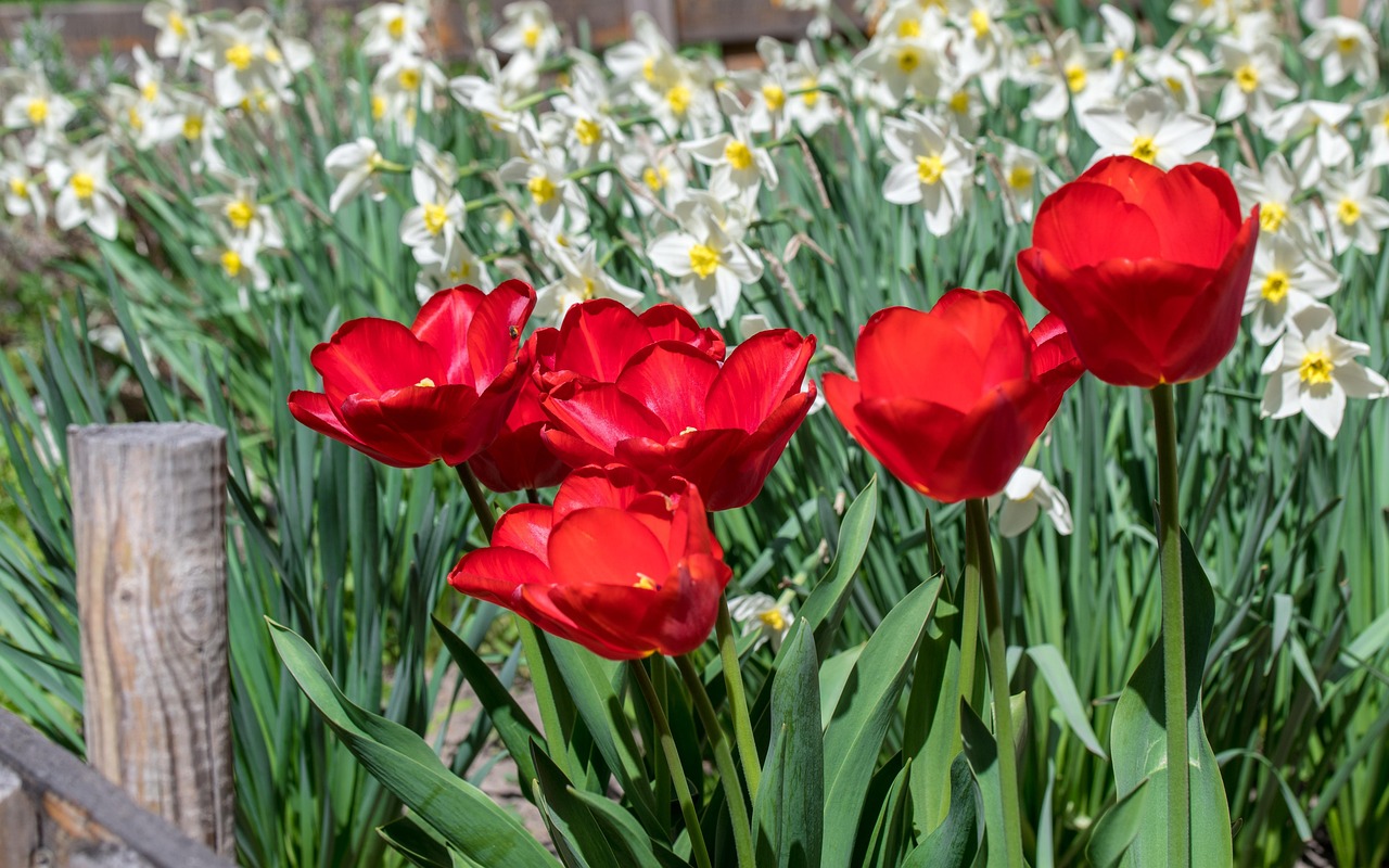 Download free HD stock image of Tulips Flowers Free Tulips Flowers photo and picture