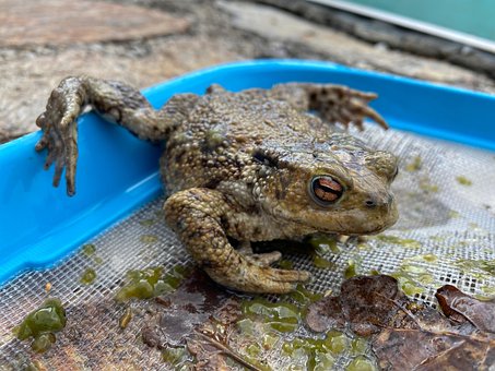 Free Toad Frog photo and picture