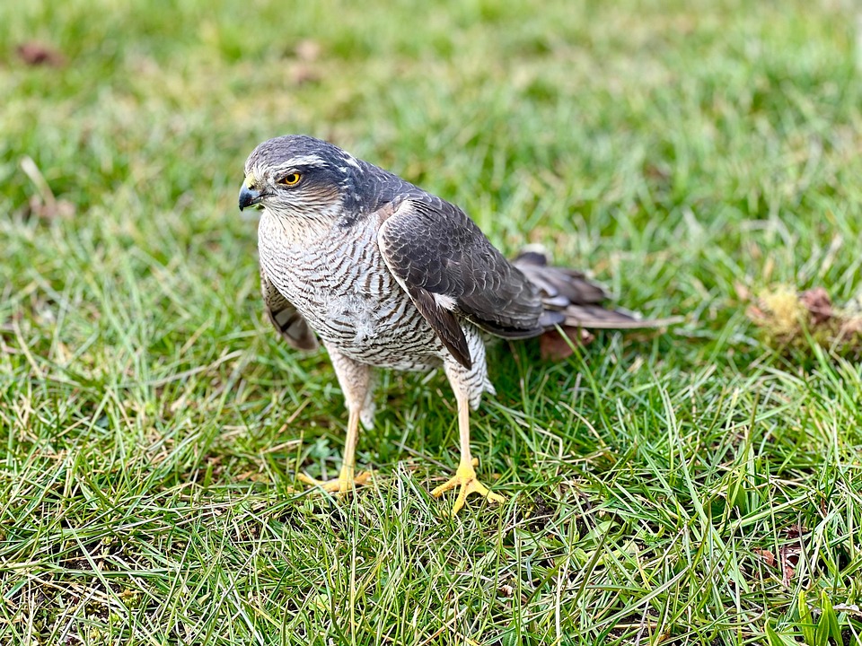 sparrowhawk-accipiter-nisus-raptor-free-photo-on-pixabay-pixabay