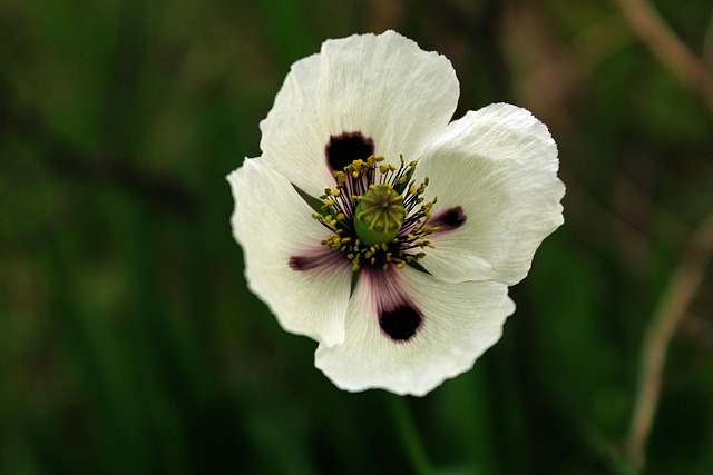 Free Poppy Flower photo and picture