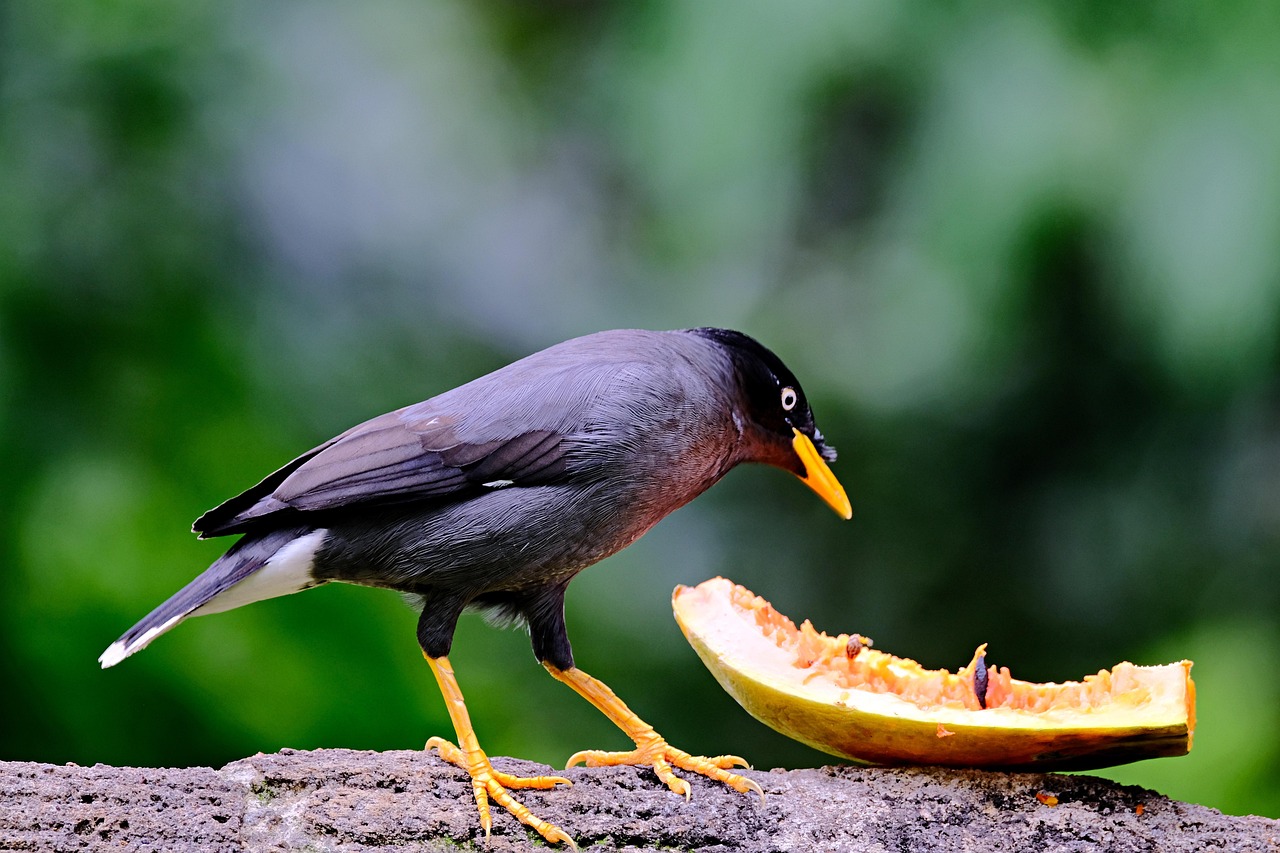 Myna Bird Feeding Free photo on Pixabay Pixabay