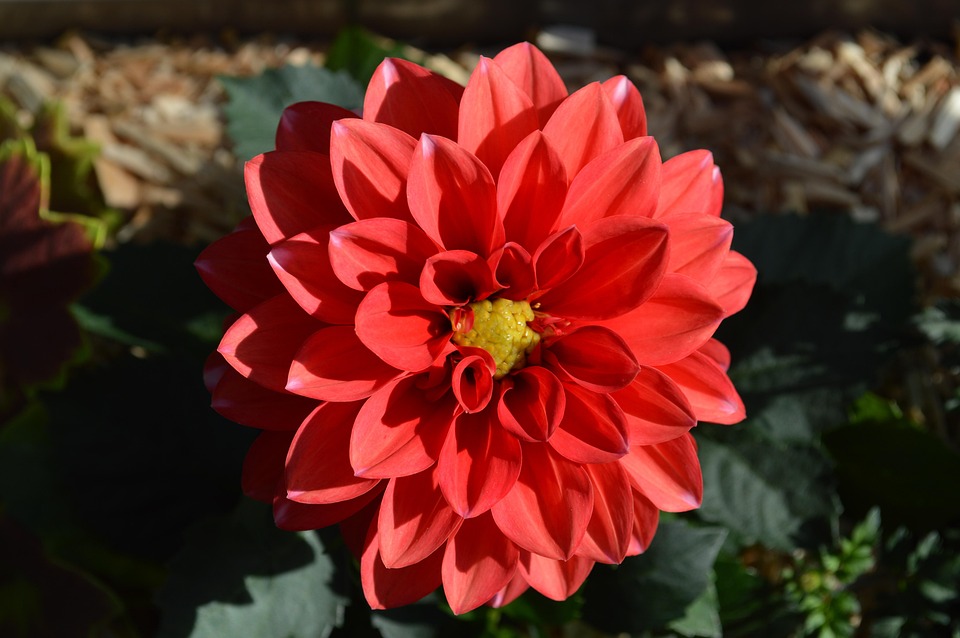 Dahlia Flower Red - Free photo on Pixabay