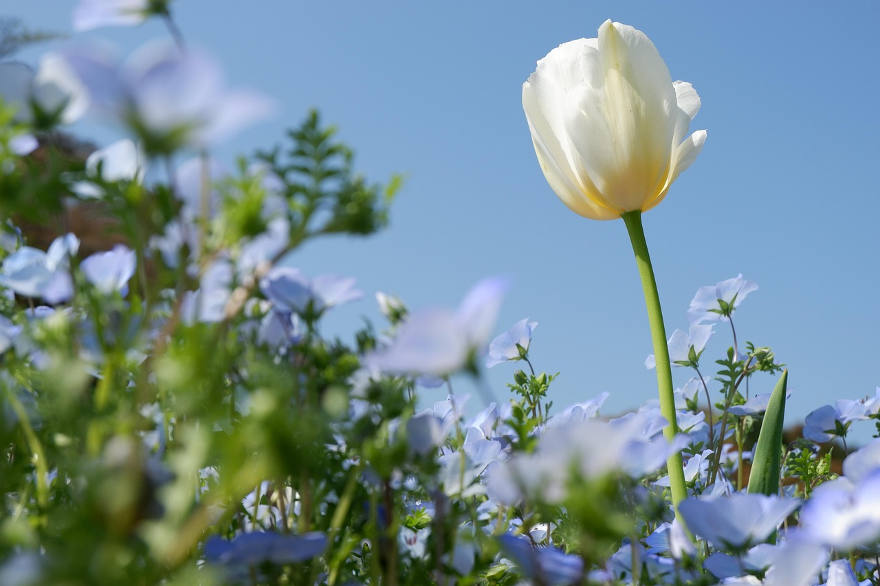 Tulip Baby Blue Eyes Meadow Free photo on Pixabay Pixabay