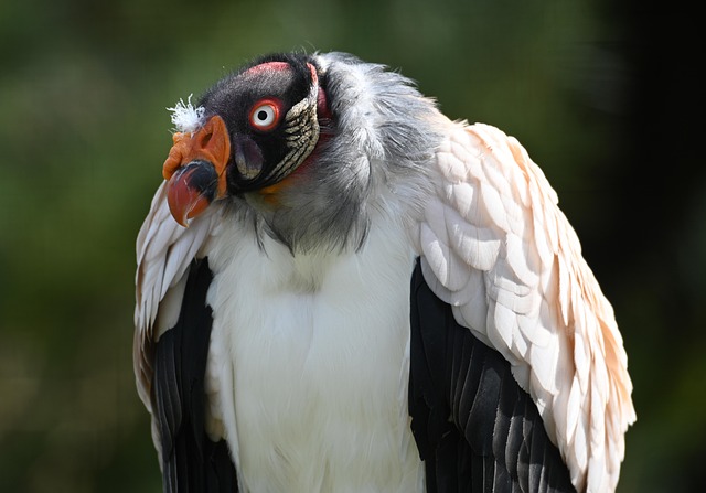 Pájaro Plumaje Plumas - Foto gratis en Pixabay - Pixabay