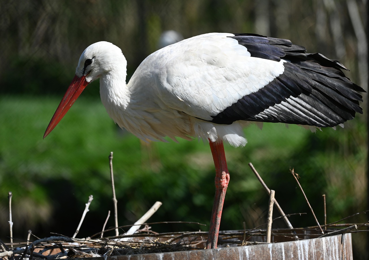 Stork Bird Avian - Free photo on Pixabay - Pixabay