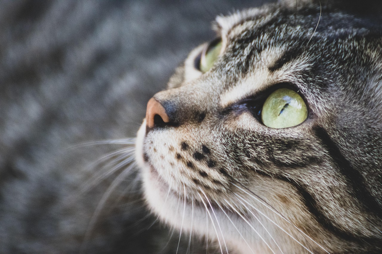 猫, 猫科动物, 眼睛, 动物, 国内的, 宠物, 胡须 猫, 猫科动物, 眼睛, 动物, 国内的, 宠物, 胡须