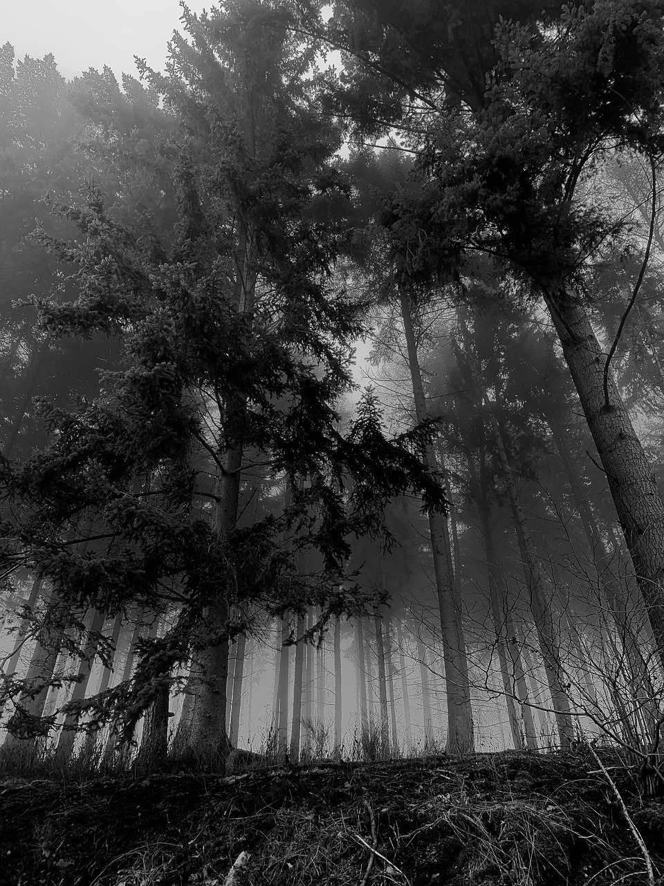 BlackAndWhite Forest Nature Free photo on Pixabay Pixabay