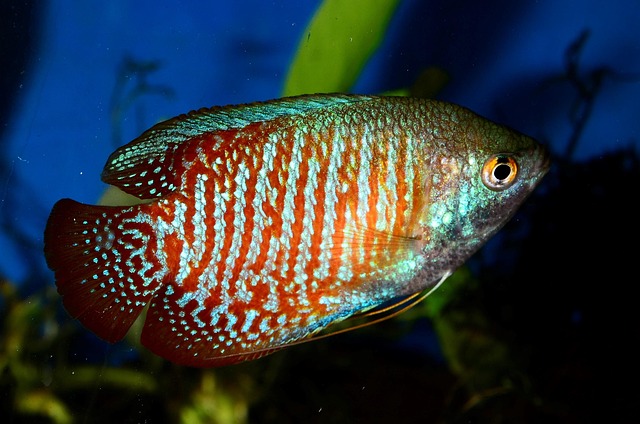 Free Collide Dwarf Gourami photo and picture